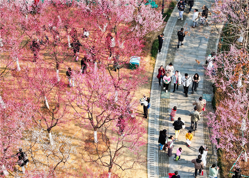 武汉花海“梅”景引客来