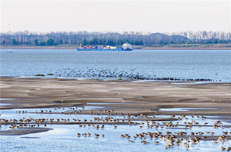 湖北黄石:长江候鸟翔集舞清波