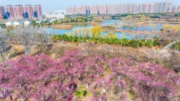 梅香如故 红鸥伴飞 武汉“芬芳盛宴”引爆冬日出游热