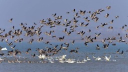 龙感湖湿地入选国家重要湿地名录 “候鸟天堂”再获“国字号”生态名片