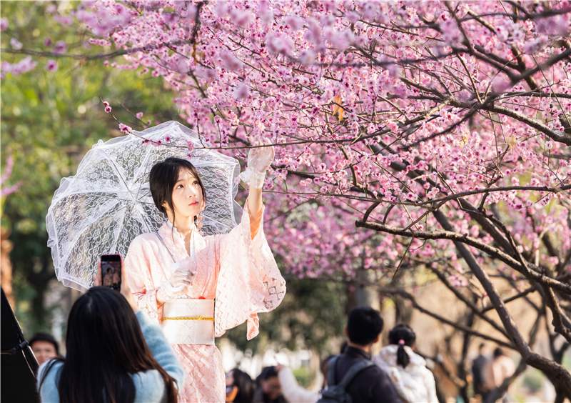 武汉花海“梅”景引客来