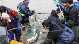 武汉商学院捕鱼现场太燃了！2500斤鲜鱼免费吃