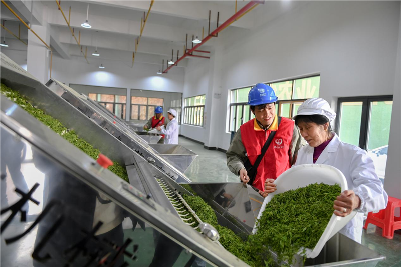 湖北黄石：“一片茶叶”的致富密码_fororder_图片5