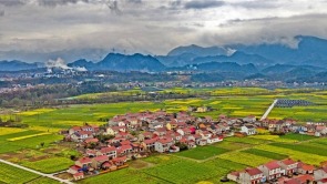 湖北远安11万亩油菜花盛放引客来