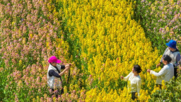 七彩油菜花引客来 湖北监利“程集古镇七彩烂漫游”启幕