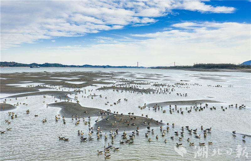 湖北黄石:长江候鸟翔集舞清波