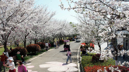 武汉发布7条乡村赏花精品路线