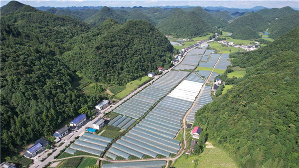 鹤峰县高山蔬菜获港澳市场“通行证”_fororder_微信图片_20250521093648
