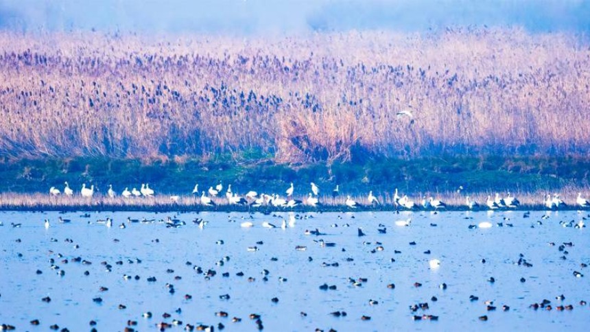 湖北“递”出最灵动的生态名片 “十四五”时期越冬水鸟数量增七成达114万只_fororder_b66dcc07a3f147df931707c0b09fc087