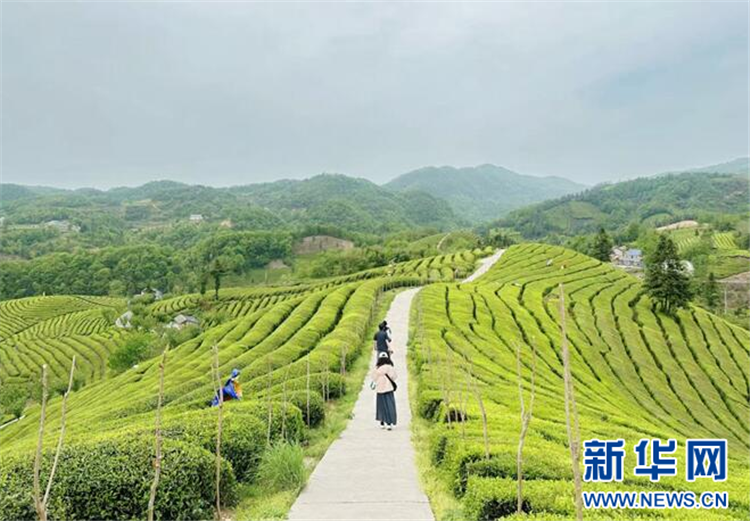地理标志赋能鄂西茶产业：一片叶子的产业觉醒_fororder_202505076ad0770477424162953884984b2cd360_2025050780d942cfc13a41ae9672cb56a43f37c2