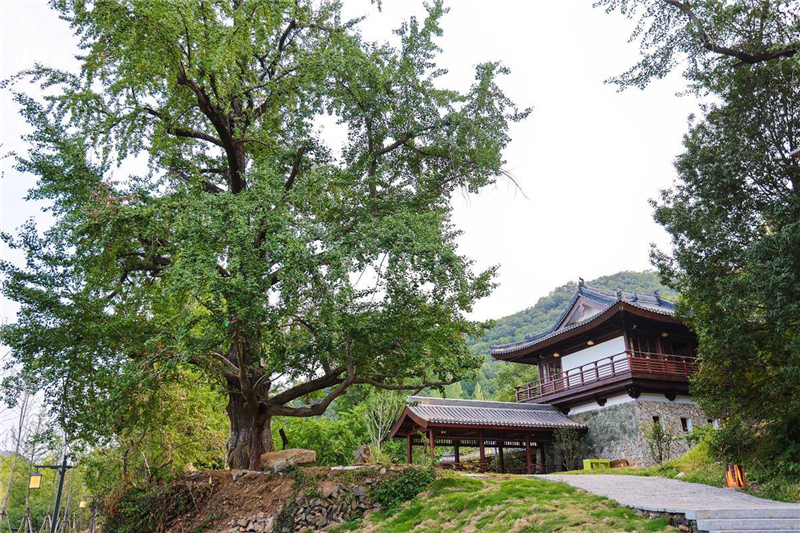 从季节性秘境到四季潮玩目的地 随州千年银杏谷实现文旅蝶变_fororder_09cf6bfd413a4d5eb28673ed17085e3b
