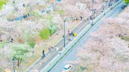 这个赏樱季 “特种兵”慢游武汉