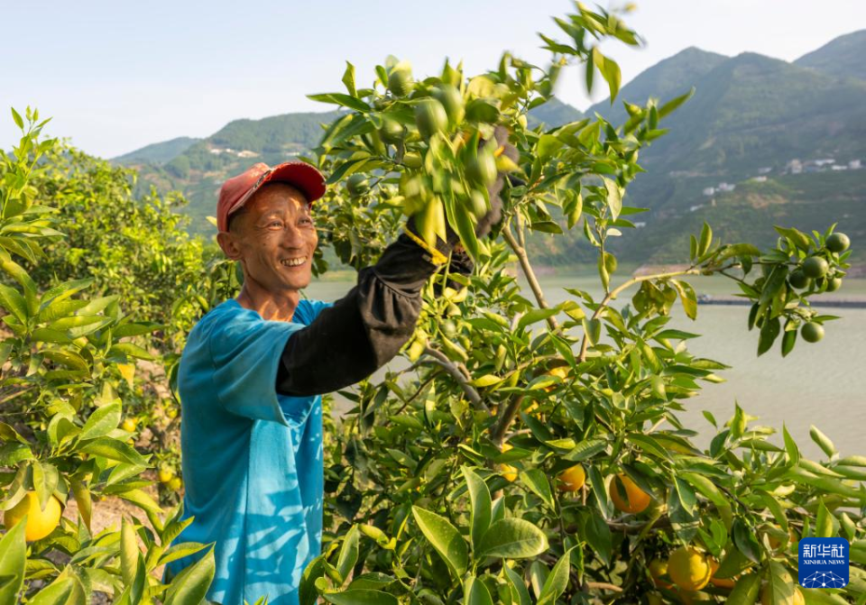 湖北秭归：烈日炎炎夏橙香