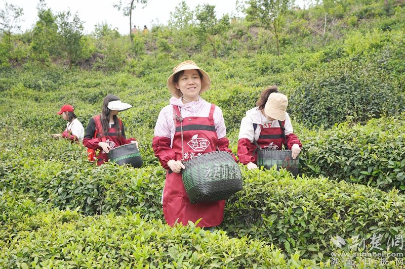 “荒野寻茶“”火爆出圈，第九届红安老君眉茶文化节开幕