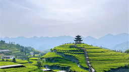 地理标志赋能鄂西茶产业：一片叶子的产业觉醒