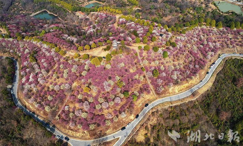 武汉400亩梅林进入盛花期_fororder_微信图片_20250220094345