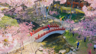 春日经济新图景｜踏春赏花 从“看风景”到“深体验”