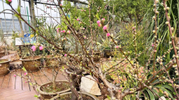 郁金香桃花提前绽放 武汉植物园数万株春花“错时”迎新春