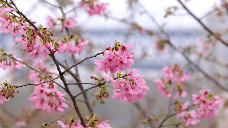 图片默认标题_fororder_图片29