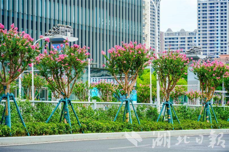 武汉：花开四季扮靓城市环线 古城新颜吸引市民打卡_fororder_dba61027b0884f3dbf6182622d3adad1