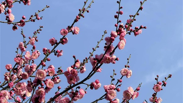 速来打卡江城“开年第一花”！梅花坡早梅盛放 木兰乡花谷开花