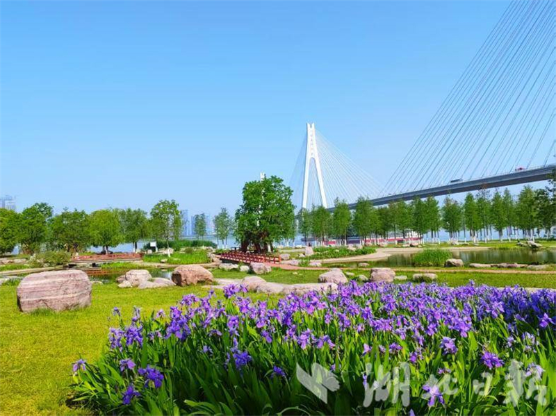 武汉：花开四季扮靓城市环线 古城新颜吸引市民打卡_fororder_1081ad54a0764ba7b251821ebdc66c87