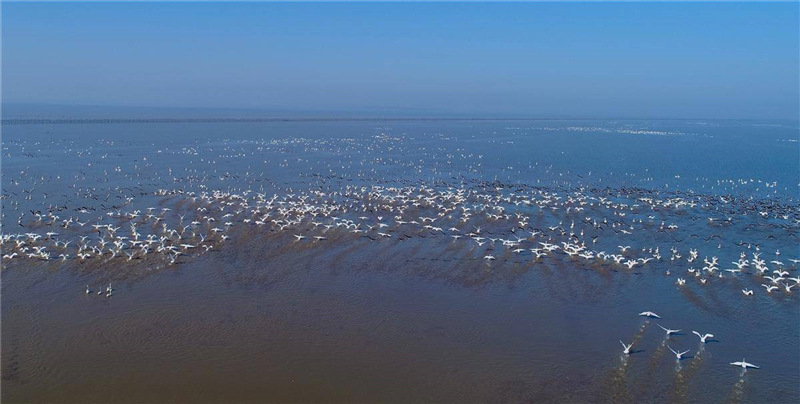 龙感湖湿地入选国家重要湿地名录 “候鸟天堂”再获“国字号”生态名片_fororder_03