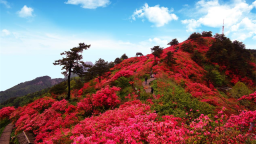 湘豫游客奔赴荆楚！湖北跨省赏花推介交出亮眼成绩单