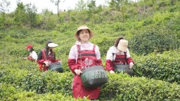 “荒野寻茶“”火爆出圈，第九届红安老君眉茶文化节开幕