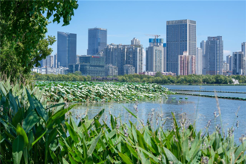 武汉沙湖：碧水蓝天下水鸟翩跹_fororder_微信图片_20250825100411
