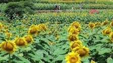 湖北恩施：向阳花海美如画