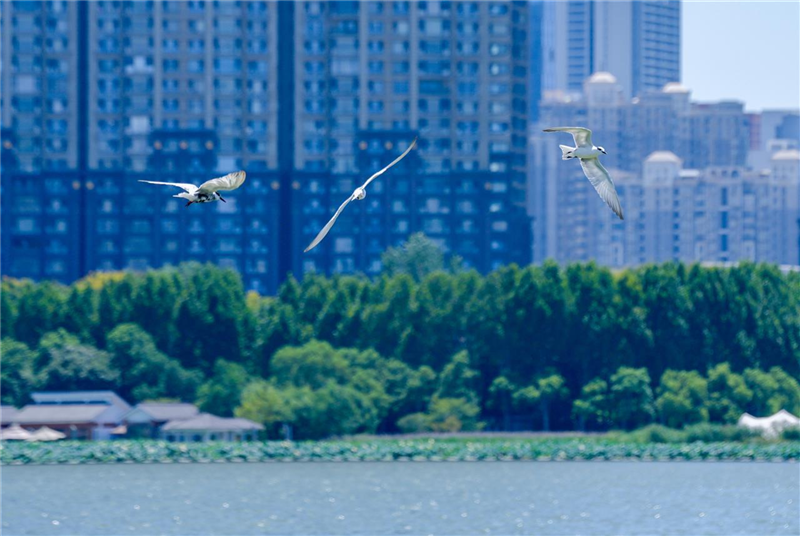 武汉沙湖：碧水蓝天下水鸟翩跹_fororder_微信图片_20250825100352