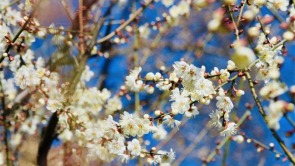 武汉东湖梅园三千余株蜡梅进入盛花期