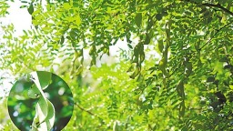 宜昌建成全省最大珍稀濒危特有植物园