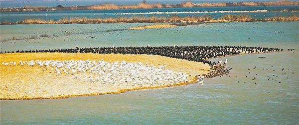 湿地大省护“肾”有方 湖北国家重要湿地总数居全国第一 湿地大省护“肾”有方 湖北国家重要湿地总数居全国第一_fororder_微信图片_2025-11-06_093038_971