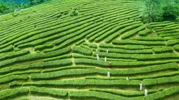 茶会武当 香飘中国：十堰茶产业高质量发展的绿色答卷