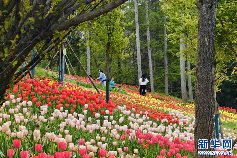 湖北建始：郁金香花海激活乡村游_fororder_202504232373f25ce3cc4aaa90fe3e5ef09fb713_202504232783a32242534e9e9887d5bd29869874