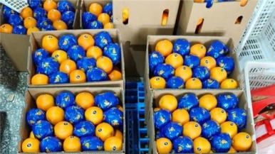 秭归脐橙出海中东！湖北供销农产品迪拜展销中心首获15万美元订单