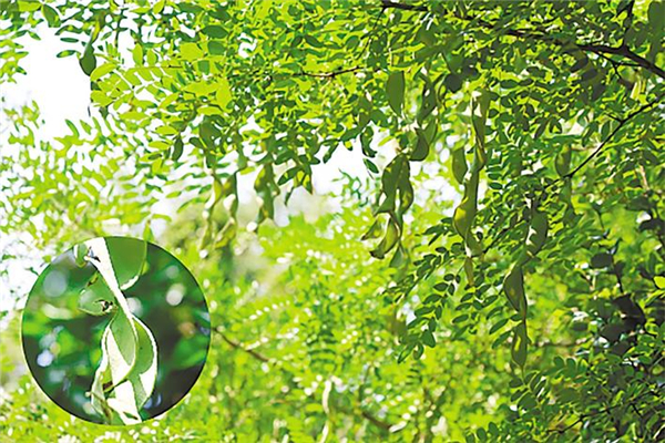 宜昌建成全省最大珍稀濒危特有植物园_fororder_微信图片_2025-09-11_095112_400