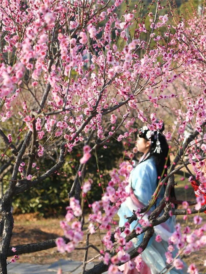 “武汉梅花直接封神！”