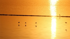 湖北郧阳：好生态引众鸟安家