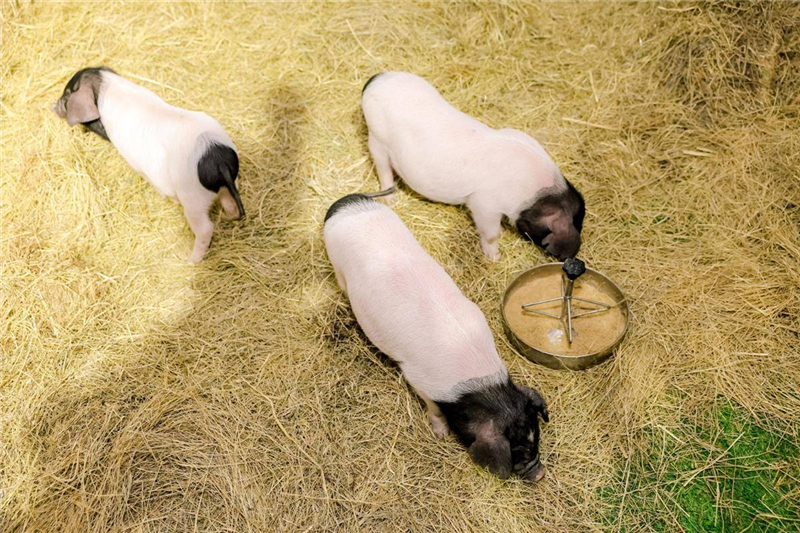 打卡2024湖北农博会