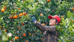 湖北秭归：红肉脐橙产销两旺 绘就峡江振兴图