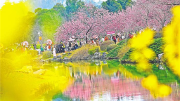 2024年超700万人次打卡东湖樱花