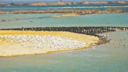 湿地大省护“肾”有方 湖北国家重要湿地总数居全国第一