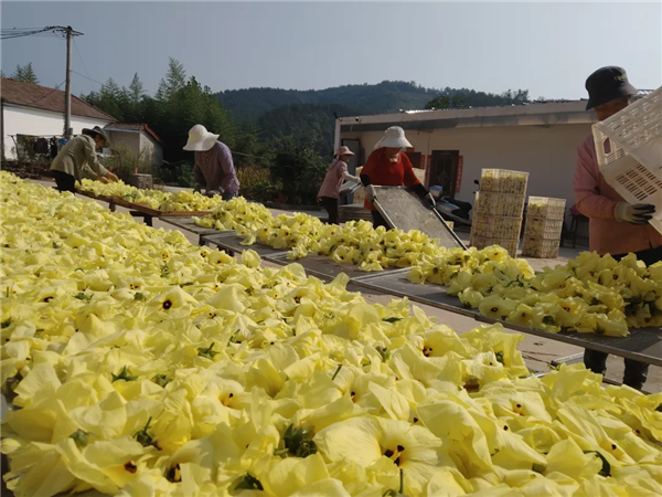 荆门市东宝区栗溪镇：种植黄蜀葵开辟增收新“花路”_fororder_图片22