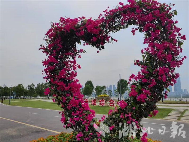 武汉：花开四季扮靓城市环线 古城新颜吸引市民打卡_fororder_dc371366fadb438895fd8adeb22e847b
