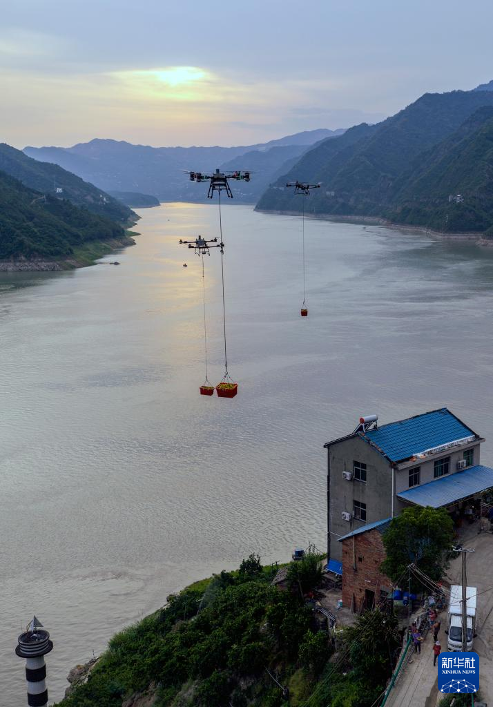 湖北秭归：烈日炎炎夏橙香