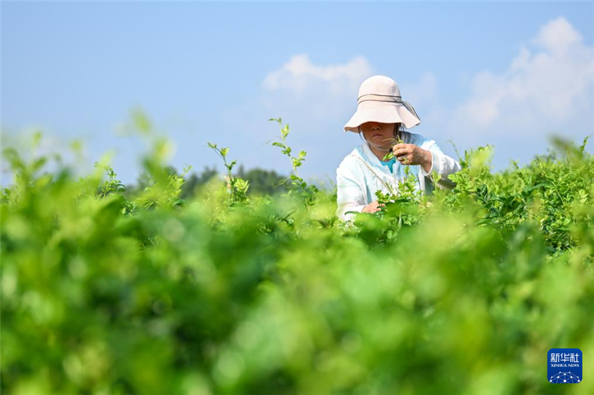 湖北来凤：藤茶富农兴产业_fororder_20250802d844e1ae8c3d4fbfb1d0789e46d3ff61_20250802ef7e7fc3144f4ab0a22578079dc17452