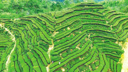 534万亩茶园全部开园 湖北茶“沏”出乡村振兴美好图景